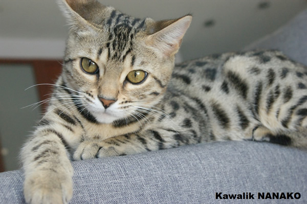 chaton bengal
